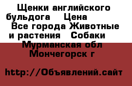 Щенки английского бульдога  › Цена ­ 60 000 - Все города Животные и растения » Собаки   . Мурманская обл.,Мончегорск г.